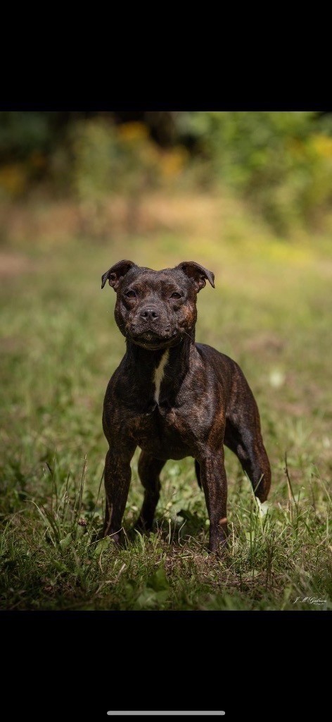 Tya du Domaine De Lucilan