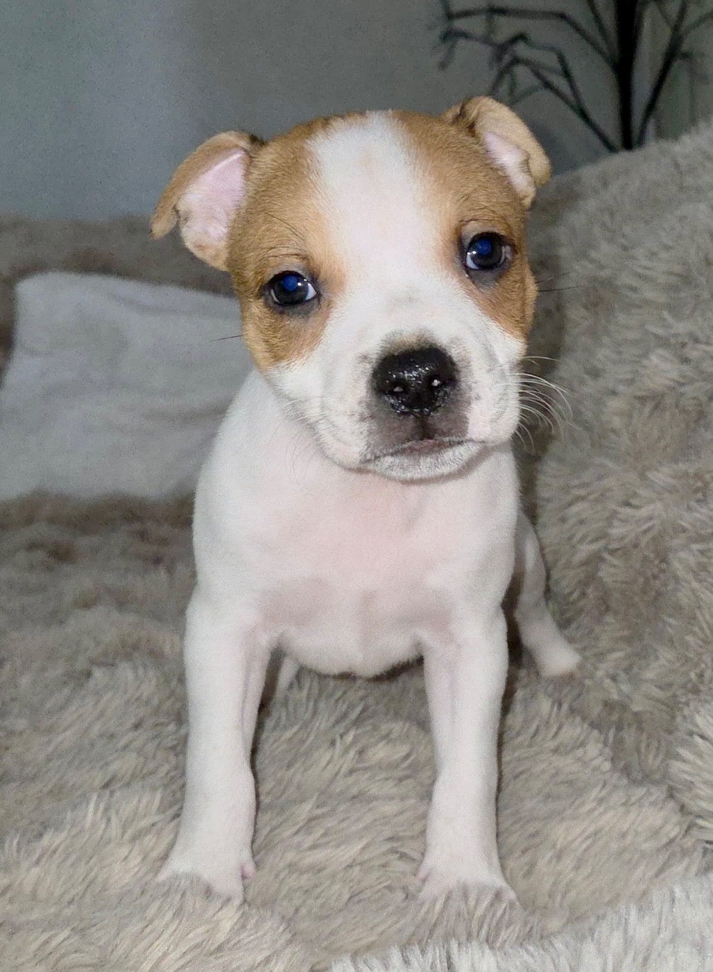 of the stafford black panther - Chiots disponibles - Staffordshire Bull Terrier