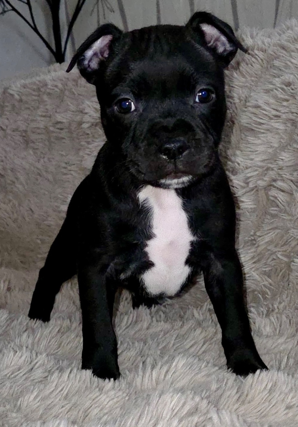 of the stafford black panther - Chiots disponibles - Staffordshire Bull Terrier